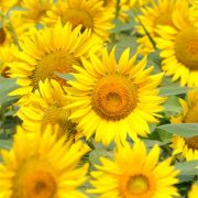 明日も12時から(*^^*)
