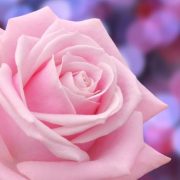 ありがとうございました❤️17日