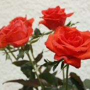 ありがとうございました❤️2日(水)(*^^*)
